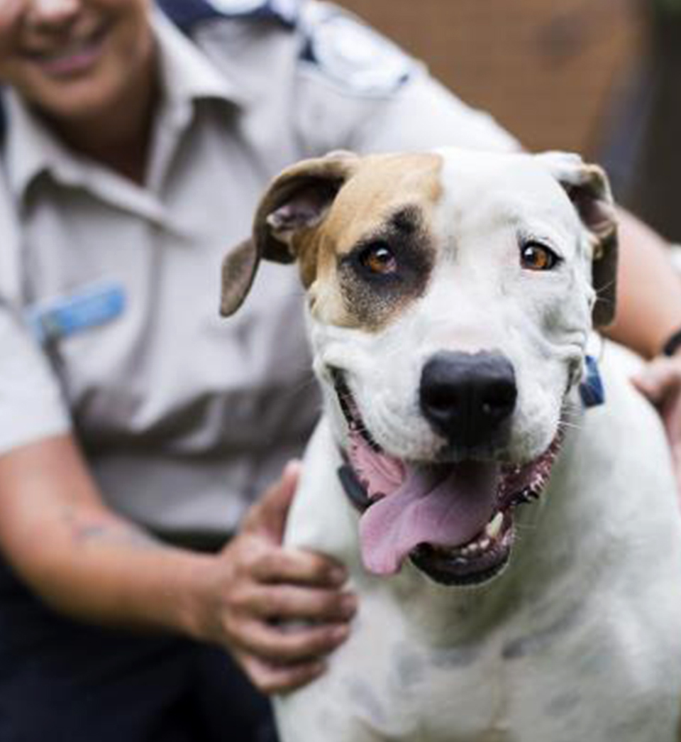 how much does it cost to adopt a dog from rspca nsw